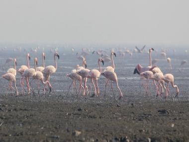 Flamingoes flock to Tamil Nadu wildlife sanctuary; watch viral video here