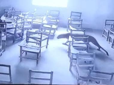 Leopard enters college in Aligarh, locked up after attacking student; watch video here