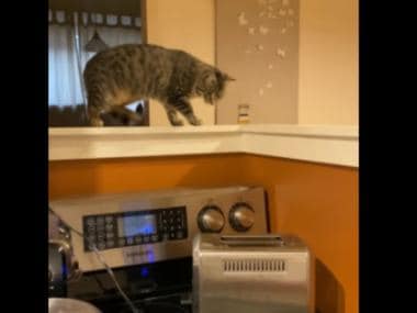 Cat gets scared while inspecting toaster; watch hilarious video here