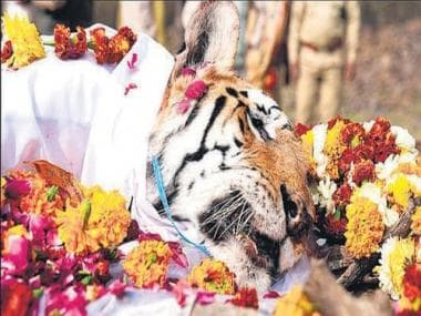 Legendary 'Collarwali' Tigress passes away in Madhya Pradesh: All you need to know of the big cat who gave birth to record 29 cubs