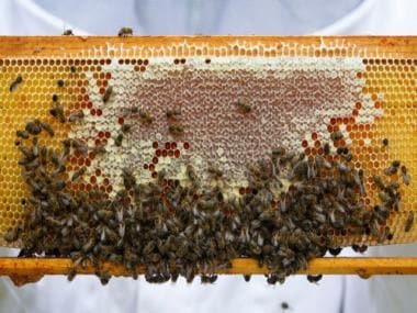 Why over 10,000 bees ‘joining’ a protest in Chile’s Santigao has created such a buzz