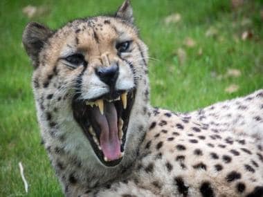 From extinction to reintroduction: A brief history of India’s tryst with the cheetah