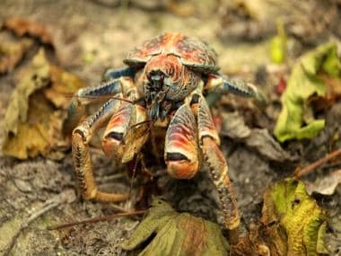 Watch: Monster crab breaks golf club into half during game in Christmas Island