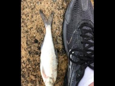 Texas: Fish fall from sky during rainstorm in rare weather condition, locals share images