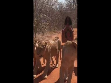 Watch: Woman walks with six lionesses on a jungle path; leaves people amazed