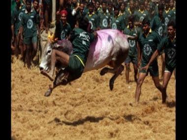 Tamil Nadu allows Jallikattu despite COVID-19 surge: Only 300 tamers allowed, negative RT-PCR mandatory