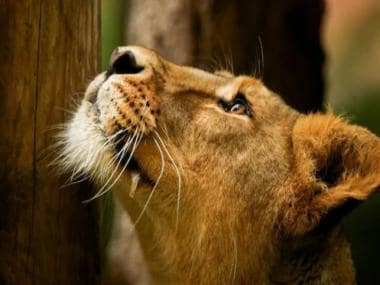 Watch | Woman spotted carrying lion in her arms in Kuwait; see viral video here