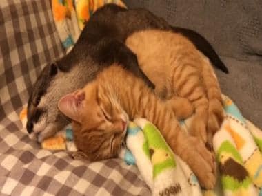 Otter can’t sleep without hugging kitten, watch viral video here