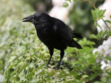 In Sweden, a start-up is training crows to pick cigarette butts off the streets; here’s how it works