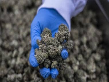 Medicinal cannabis: What it is, its legal status in India and everything you need to know
