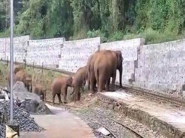 Elephants struggle to cross tracks in Tamil Nadu, viral video prompts action from Railways
