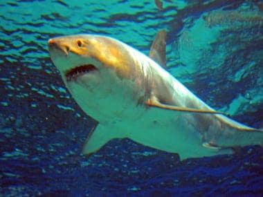 Sydney reports first fatal shark attack in 60 years: Why these killers of the deep sometimes target swimmers