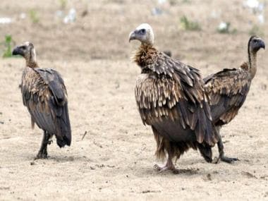 Tripura to breed endangered vultures: Why scavenger birds vital to ecosystem are under threat