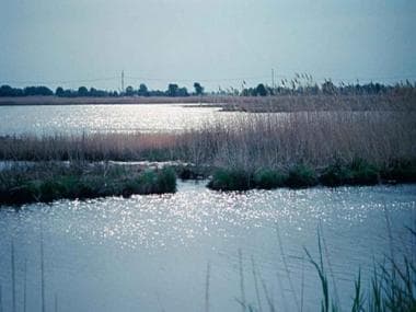 World Wetlands Day 2022: All you need to know about the date, theme and significance