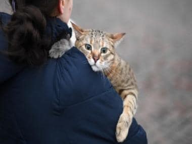 As Ukraine crisis intensifies, now ‘UN of cat federations’ imposes sanctions on Russia
