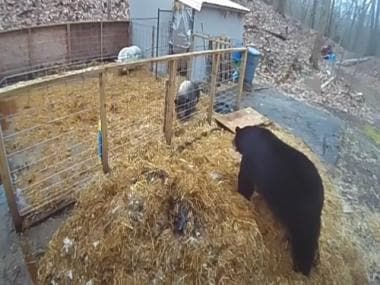 Watch: Two pigs fight off huge bear that entered their pen, see video here