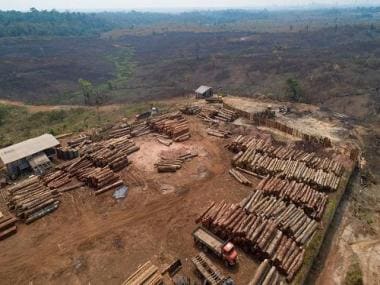 Afforestation, habitat preservation key to wildlife protection and sustainable development