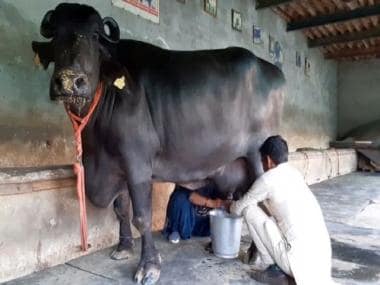 Hurrah for the Murrah: Reshma the buffalo sets new world record by giving 33.8 litres of milk in Haryana’s Kaithal district