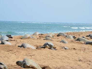 Watch: Odisha experiences ‘rare natural occurrence’ as large bale of Olive Ridley turtles shows up