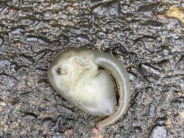 ‘Alien-like’ creature found on Sydney roads amid wild weather; watch viral video here