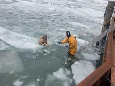 US: Dog stranded on floating ice chunk on frozen river rescued; here’s how it happened