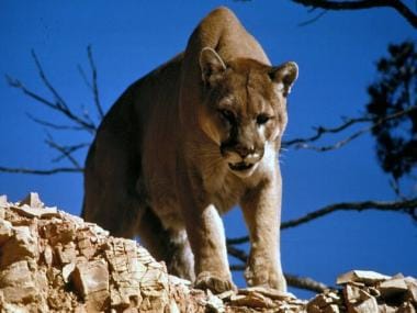 US: Wildlife officers rescue mountain lion from homeowner’s deck; watch viral video here
