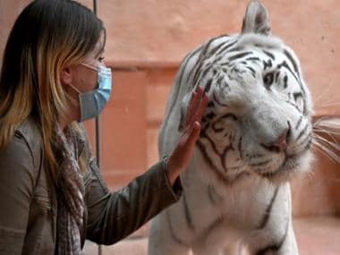 How animals in Ukraine’s zoos have been caught in the Russian crossfire