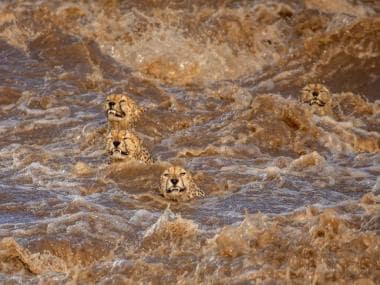 World Wildlife Day: All you need to know about theme, history, date and importance