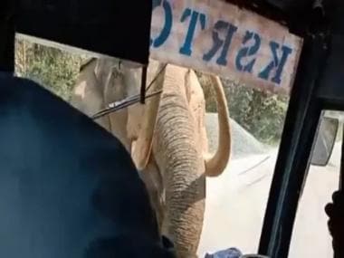 Watch | Wild elephant gets too close to bus, cracks windshield; Twitter lauds driver’s calmness