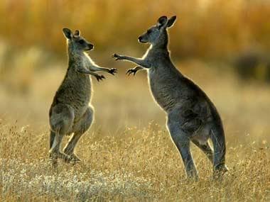 Watch: Kangaroo enters bar in Australia, here’s how internet reacted