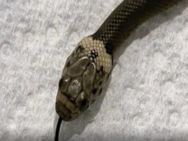 Watch | California man finds seven-foot-long snake under his couch, see video here