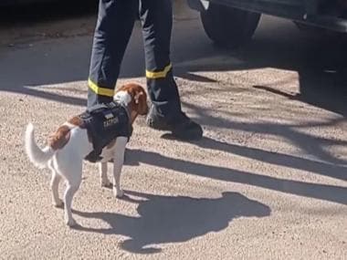 Watch| Two-year-old dog Patron sniffs out Russian explosives in Ukraine, hailed as hero