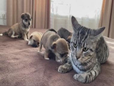 Grumpy cat gets annoyed by adorable puppies; find out what happens next