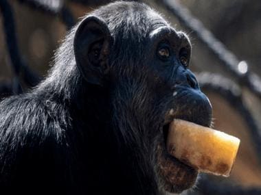 New study on monkeys reveals why some people love alcohol; find out more here