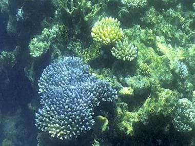 Will Australia’s Great Barrier Reef survive after suffering fourth mass bleaching event since 2016?