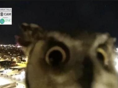 Watch: Curious owl inspects weather monitoring camera in US, leaves netizens thrilled