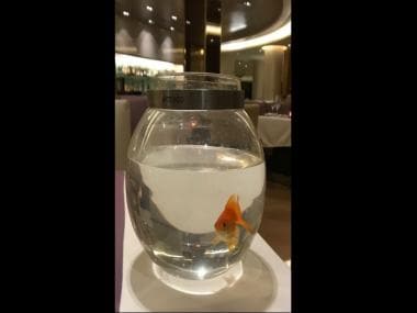 Belgium to ban round goldfish bowls as they cause ‘stress’ to fish