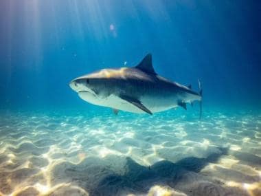 Watch: Horrifying video of Tiger Shark chomping down underwater camera leaves internet in shock