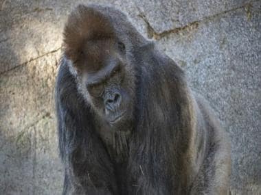 A gorilla fixated on phones, trout craving meth: Do animals suffer from addiction?