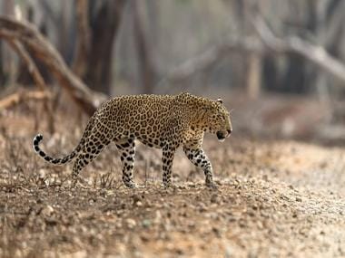 Watch: Assam forest officials rescue leopard in Guwahati; see what actually happened