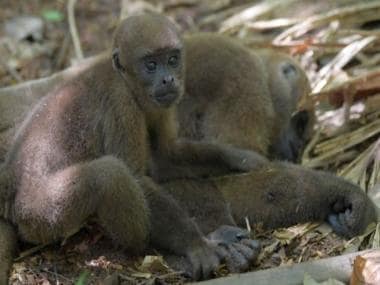 Ecuador becomes first country to give legal rights to wild animals: What does this mean for conservation?