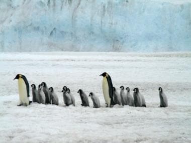 Interested in counting penguins at world’s remotest post office? Then this job in Antarctica might just be for you