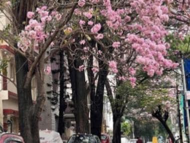 Bangalore turns into a pink paradise with cherry blossoms all over: See mesmerising pictures