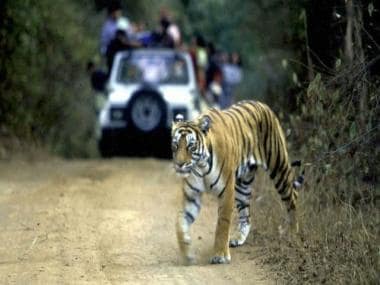 Five tigers die in 15 days in Madhya Pradesh:  How shrinking territory is leading to fatal turf wars