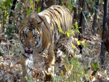 Explained: How Centre’s neutrino observatory plan is a threat to Tamil Nadu tigers