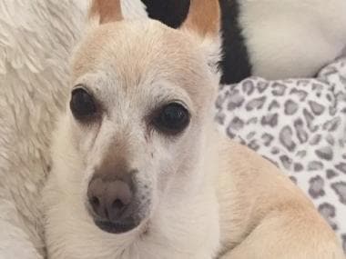 Watch: Guinness World Records confirms 21-year-old Chihuahua as oldest living dog