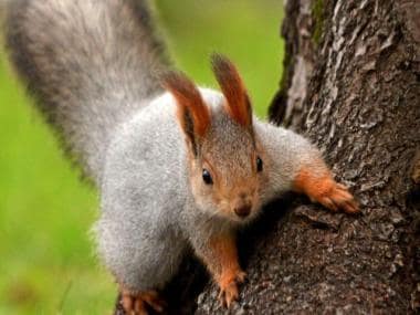 Watch | Man jogs with squirrels, leaves internet amazed; see video here