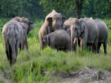 Elephant in the room: How plastic spoons, glass entered the diet of wild pachyderms in India