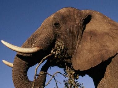 Watch | This elephant’s battle with a goose will leave you in splits; see video here