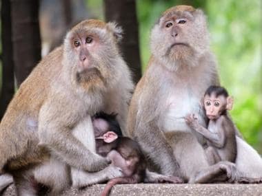 Watch: Monkey family exchanges love with human-like hugs, internet finds endearment ‘unconditional’